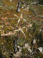 Caladenia varians