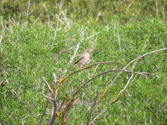 Crithagra albogularis