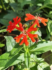 Silene chalcedonica