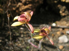 Caladenia discoidea
