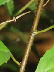 Maesa perlaria formosana