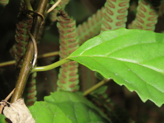 Maesa perlaria formosana