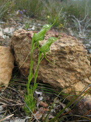 Pterostylis longicornis