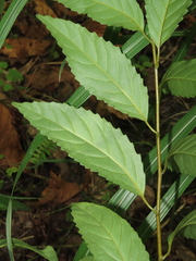 Maesa perlaria formosana