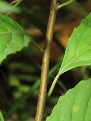 Maesa perlaria formosana