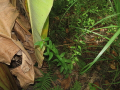 Maesa perlaria formosana