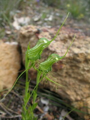 Pterostylis longicornis