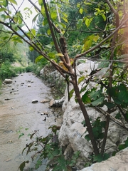 Planaeschna shanxiensis