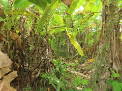 Maesa perlaria formosana