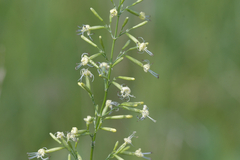 Silene multiflora