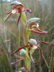 Lyperanthus serratus
