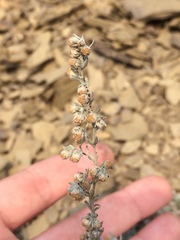 Artemisia frigida