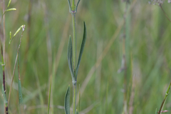 Silene multiflora