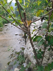 Planaeschna shanxiensis