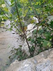 Planaeschna shanxiensis