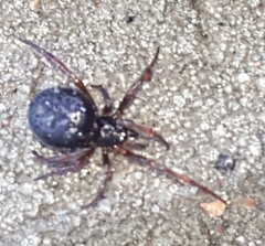 Steatoda bipunctata