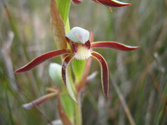 Lyperanthus serratus
