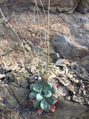 Goniolimon speciosum