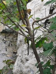 Planaeschna shanxiensis