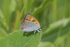 Lycaena dispar