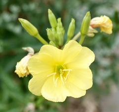 Oenothera