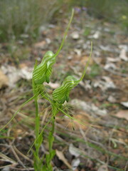 Pterostylis longicornis