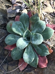 Goniolimon speciosum