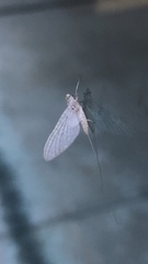 Maccaffertium modestum