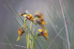 Diuris palustris
