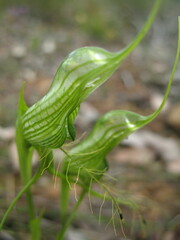 Pterostylis longicornis