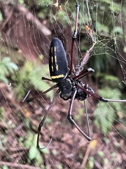 Nephila kuhli