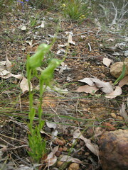 Pterostylis longicornis