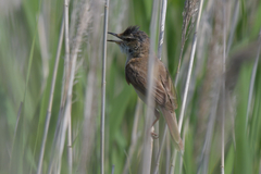 Acrocephalus agricola