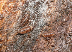Holoverticata
