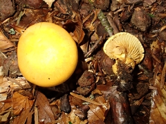 Cortinarius percomis