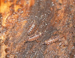 Holoverticata