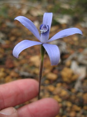 Cyanicula sericea