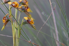 Diuris palustris