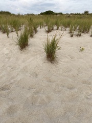 Ammophila breviligulata