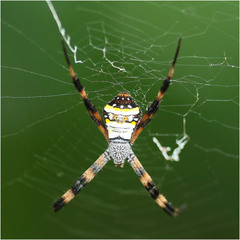Argiope aetherea