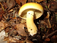 Cortinarius percomis