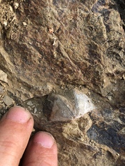 Brachiopoda