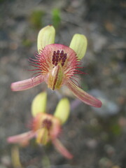 Caladenia discoidea