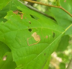 Ectoedemia clemensella