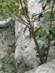 Planaeschna shanxiensis