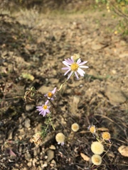 Aster altaicus