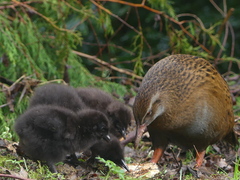 Gallirallus australis australis