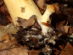 Cortinarius percomis