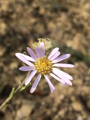 Aster altaicus