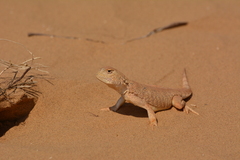 Phrynocephalus mystaceus